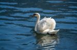 Sunlit Mute Swan On Lake Hallstatt Stock Photo