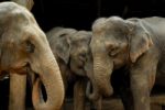 Thai Elephant Stock Photo