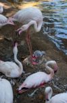 Fuengirola, Andalucia/spain - July 4 : Greater Flamingos (phoeni Stock Photo