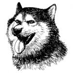 Siberian Husky Hand Drawn Stock Photo