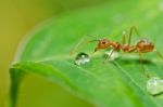 Red Ant On Green Leaf Stock Photo