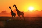 Giraffe - African Wildlife Background - Walking Through A Field Of Gold Stock Photo