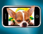 Chihuahua Dog Photo On Mobile Phone Stock Photo