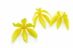 Ylang-ylang Flower Stock Photo