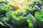 Cabbage With The Morning Sun Stock Photo