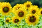 Sunflower Or Helianthus Annuus In The Farm Stock Photo