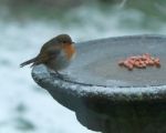 Robin On Ice Stock Photo