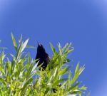 Beautiful Isolated Photo Of A Blackbird Sitting Stock Photo