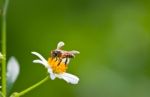 Bee Stock Photo