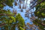 Summer Tall Trees In Mixed Forest Stock Photo