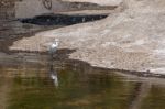 Little Egret (egretta Garzetta)  In Sardinia Stock Photo