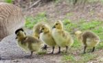 Photo Of A Family Of Canada Geese Staying Stock Photo
