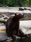 Brown Bear In City Zoo Stock Photo