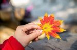 Autumn Maple Leaves In Girl Hands Stock Photo