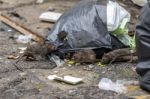 Three Dirty Mice Eat Debris Next To Each Other. Rubbish Bag On The Wet Floor And Very Foul Smell. Selective Focus Stock Photo
