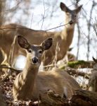Beautiful Isolated Photo Of Two Wild Deer In The Forest Stock Photo
