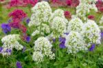 Red And White Valerian (centranthus Ruber) Stock Photo