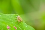 Spider In Green Leaf Stock Photo