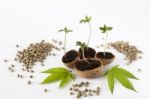 Baby Cannabis Plant Green Leaves Raw Hemp Seeds Stock Photo