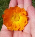 Marigold - Health From Nature Stock Photo