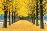 Row Of Yellow Ginkgo Tree In Nami Island, Korea Stock Photo