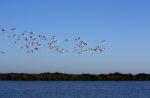 Many Flamingos On The Sky Stock Photo