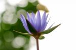 
Lotus Purple Blur, Bokeh, Light, Morning Stock Photo