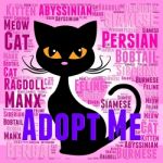 Adopt Cat Indicates Kitty Felines And Cats Stock Photo