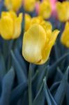 Yellow Tulip In The Garden Stock Photo