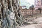 Head Buddha Statue In The Roots Tree Stock Photo