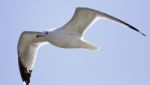 Beautiful Isolated Photo Of A Gull In The Sky Stock Photo
