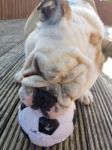 British Bulldog Chewing On A Football Stock Photo