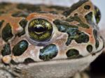 Muzzle Frog Closeup Stock Photo