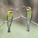 Chestnut-headed Bee-eater Stock Photo