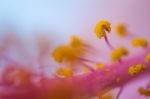 Hibiscus Pollen Close-up Stock Photo