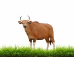 Banteng With Green Grass Isolated Stock Photo