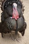 Male Turkey Stock Photo