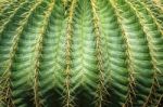 Close Up Textured Of Cactus Plant Stock Photo