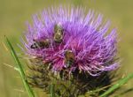 Thistle And Bees Stock Photo