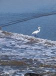 Snowy Egret Standing On The Beach Stock Photo