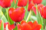 Red Tulip In Garden Stock Photo