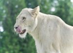 Photo Of A Scary White Lion Screaming In A Field Stock Photo