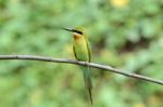 Blue Tailed Bee Eater Stock Photo
