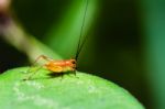 Conocephalus Melas Tiny Red Young Cricket Stock Photo