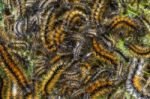 Swarm Of Pine Processionary Moth Caterpillar Stock Photo