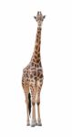Giraffe Isolated Stock Photo