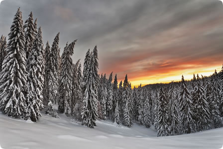 Dawn over a snowy winter forest stock photo
