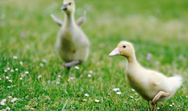 Ducklings running stock photo