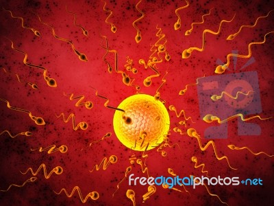 3d Illustration Sperm And Egg Cell Stock Image