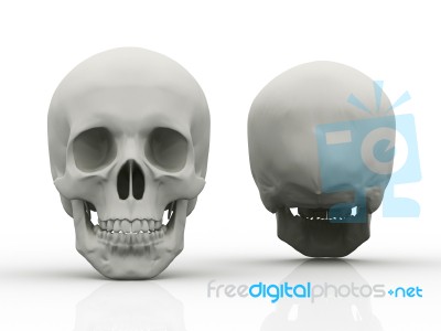 3d Image Of Human Skull In Full Face And Profile Stock Image